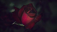 rose red flowers Plants