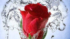 rose red flowers splashes water Flowers