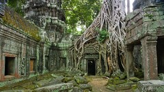 ruin nature Trees temple overgrown national geographic cambodia
