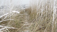 Russia grass winter snow field