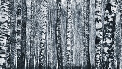 Russia winter birch monochrome Trees forest