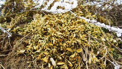 Russia winter snow Flowers yellow Plants ground