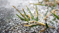 Russia winter snow macro Plants