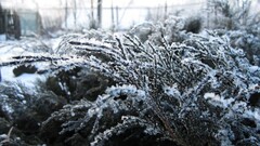 Russia winter snow Plants frost snowflakes