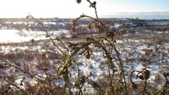 Russia winter snow Plants