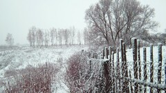 Russia winter snow Trees fence gloomy overcast