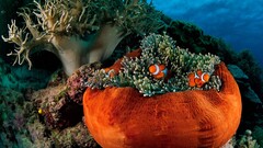 sea anemones clownfish fish underwater national geographic