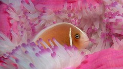 sea anemones fish Animals pink
