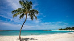 Sea beach palm trees