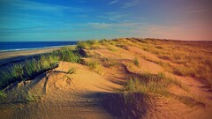 Sea dunes grass nature beach
