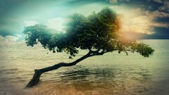 Sea Trees nature water