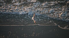 seagulls waves Birds