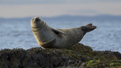 Seals Animals Mammals