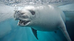 Seals Animals national geographic