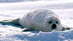 Seals Animals nature snow white baby animals