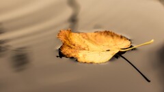 seasons water leaves fall