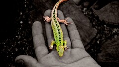 selective coloring Animals lizards hands Reptiles Green