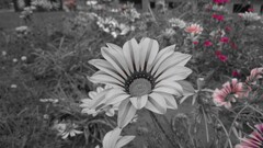 selective coloring Flowers Plants