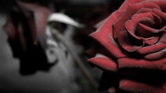 selective coloring Flowers rose red flowers Plants