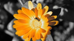 selective coloring insect Flowers Animals Plants yellow