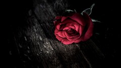 selective coloring rose Flowers red flowers