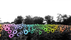 selective coloring Sunflowers Flowers Plants outdoors