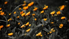 selective coloring yellow flowers Plants Flowers