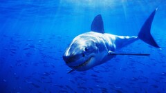 shark Animals blue underwater fish