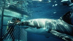 shark Animals Divers fish