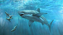shark Animals fish artwork cyan Seals underwater Sea