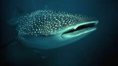 shark Animals fish Turquoise underwater