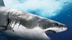 shark Animals fish underwater blue