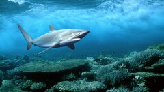 shark Animals underwater nature fish