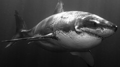 shark great white shark) Animals monochrome fish