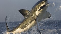 shark splashes great white shark) Sea jumping Animals