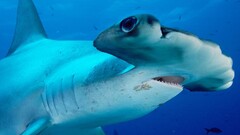 shark underwater Animals