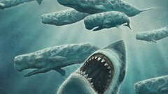 shark whale Animals