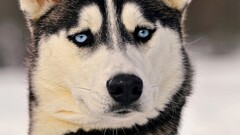 Siberian Husky Animals dog