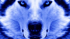 Siberian Husky dog Animals closeup blue