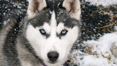 Siberian Husky snow Animals dog