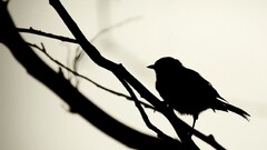 silhouette branch monochrome Animals