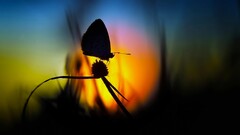 silhouette butterfly nature blurred