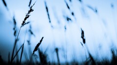 silhouette Plants outdoors
