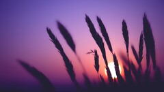 silhouette Plants purple sun Violet dark outdoors sunlight wheat
