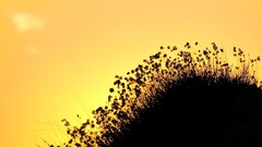 silhouette Plants sunlight