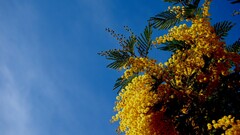 sky Flowers yellow flowers