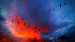 sky sunset Birds geese Animals
