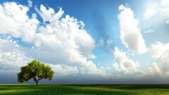 sky Trees clouds outdoors Plants landscape