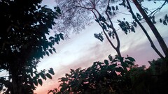 sky Trees outdoors Plants