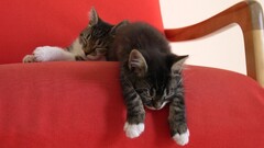 sleeping Animals cats Mammals